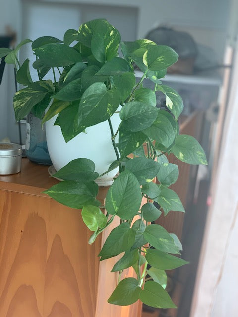 Golden Devil's Ivy - Pothos - Epipremnum