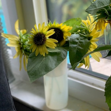 Sunflowers (different varieties)